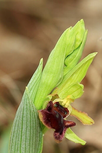 Primizia dal Friuli - Ophrys sphegodes